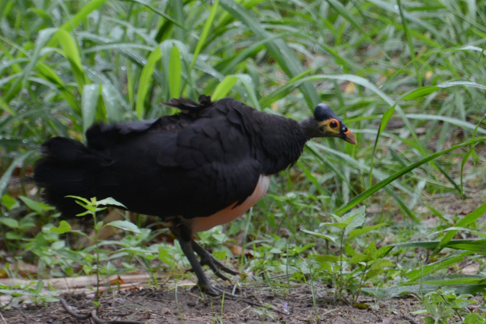 Maleo on the rainforest floor