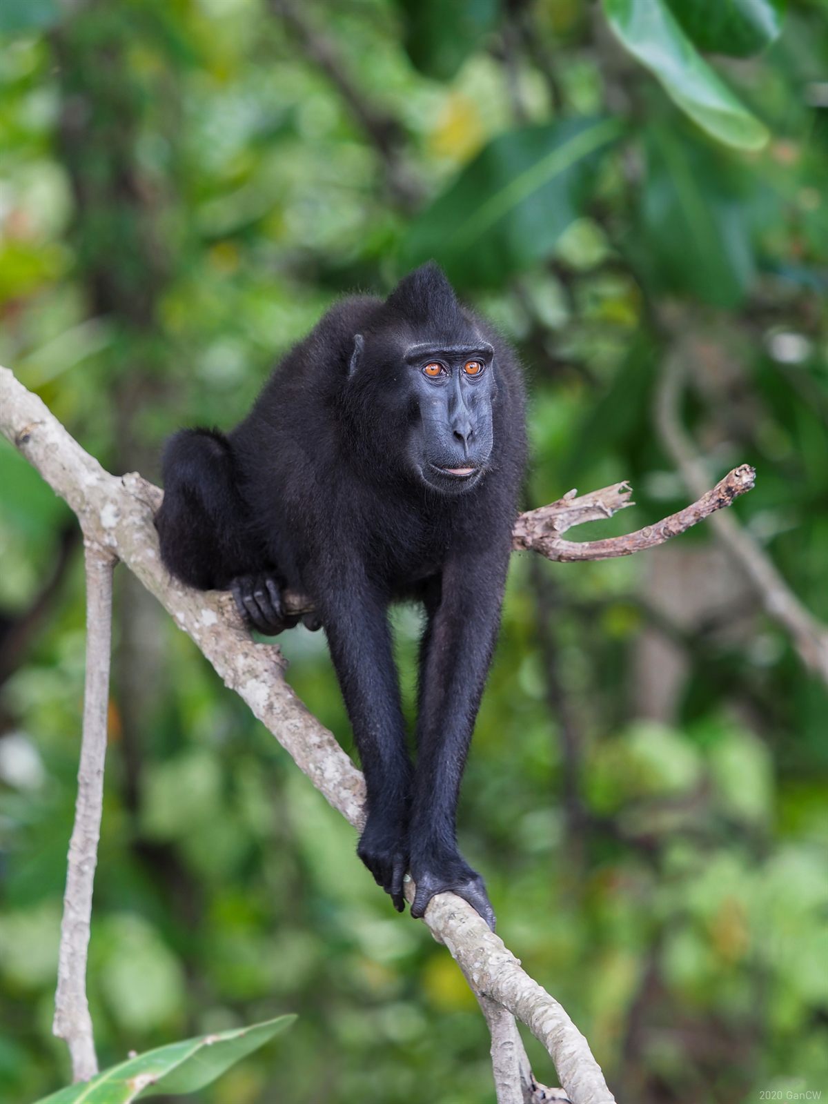 Celebes crested macaque