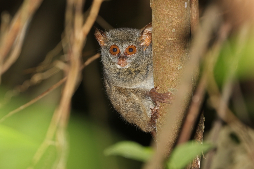 Peleng tarsier